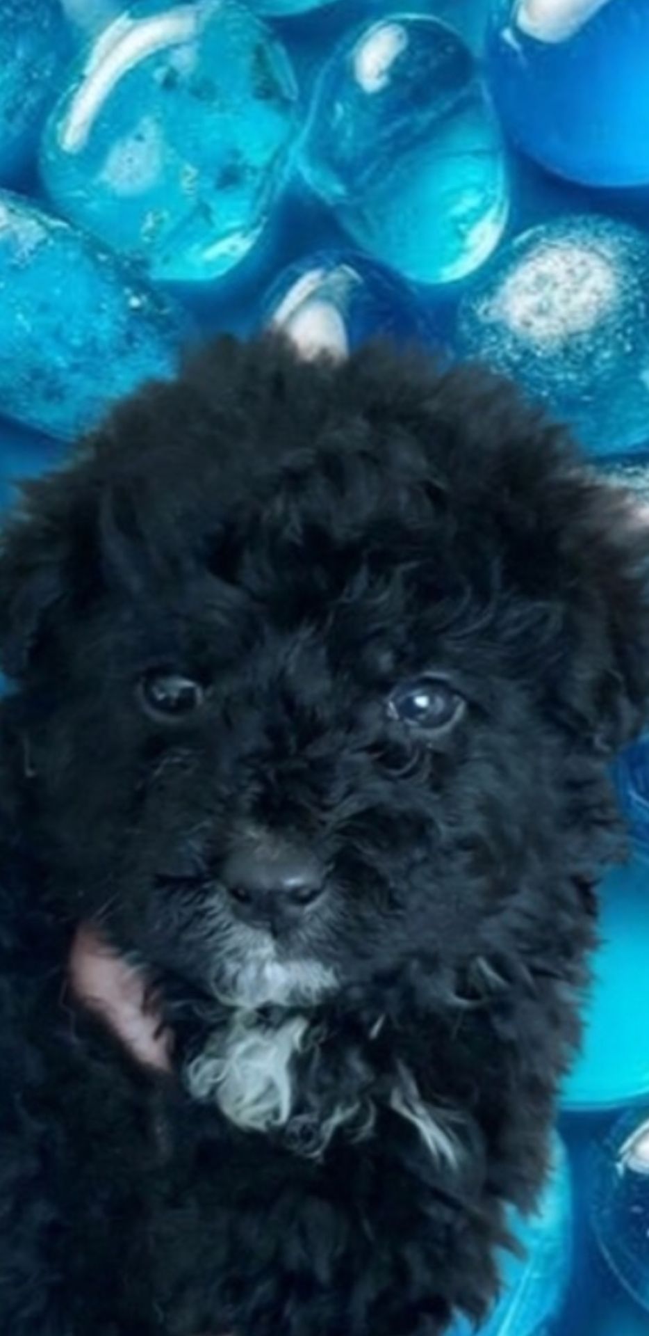 Продаю щенка метис Муди ( Венгерская овчарка) и бордер колли