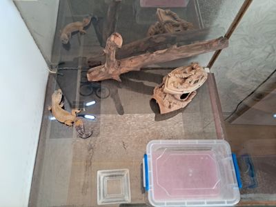 Красавица эублефар