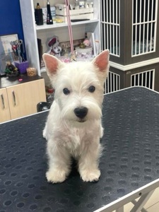 Цуценя хлопчик Вест 5 місяців шукає родину