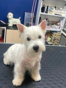 Цуценя дівчинка Весті шукає люблячу маму