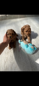 Хлопчик ред Браун з кучерями, вакцина, паспорт