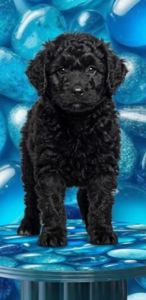 Продаю щенка метис Муди ( Венгерская овчарка) и бордер колли