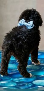 Продаю щенка метис Муди ( Венгерская овчарка) и бордер колли