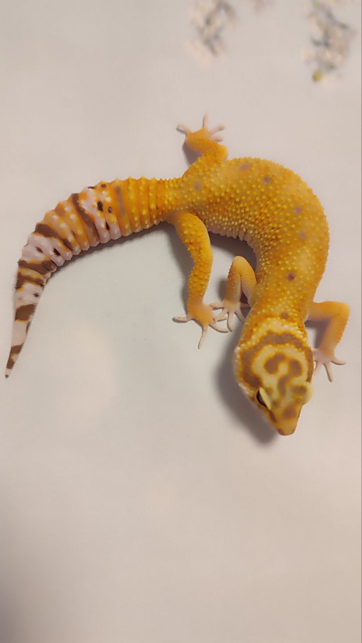 Продам еублефара. Самка