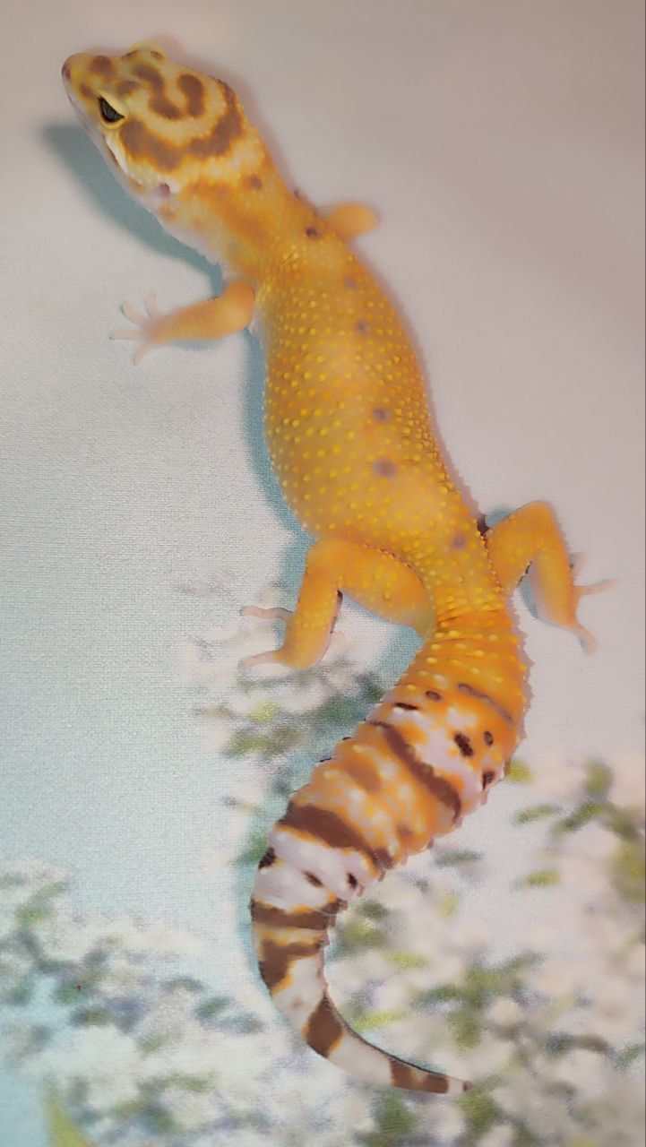 Продам еублефара. Самка