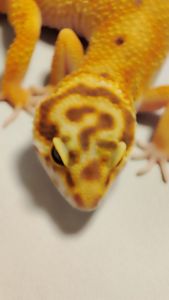 Продам еублефара. Самка