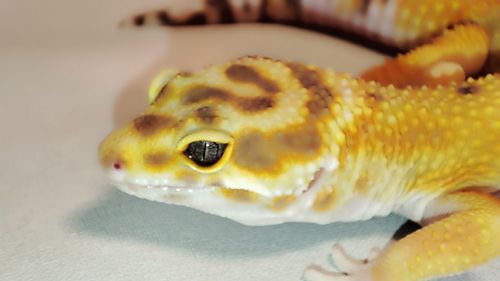 Продам еублефара. Самка