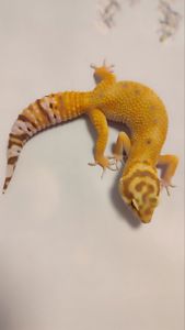 Продам еублефара. Самка