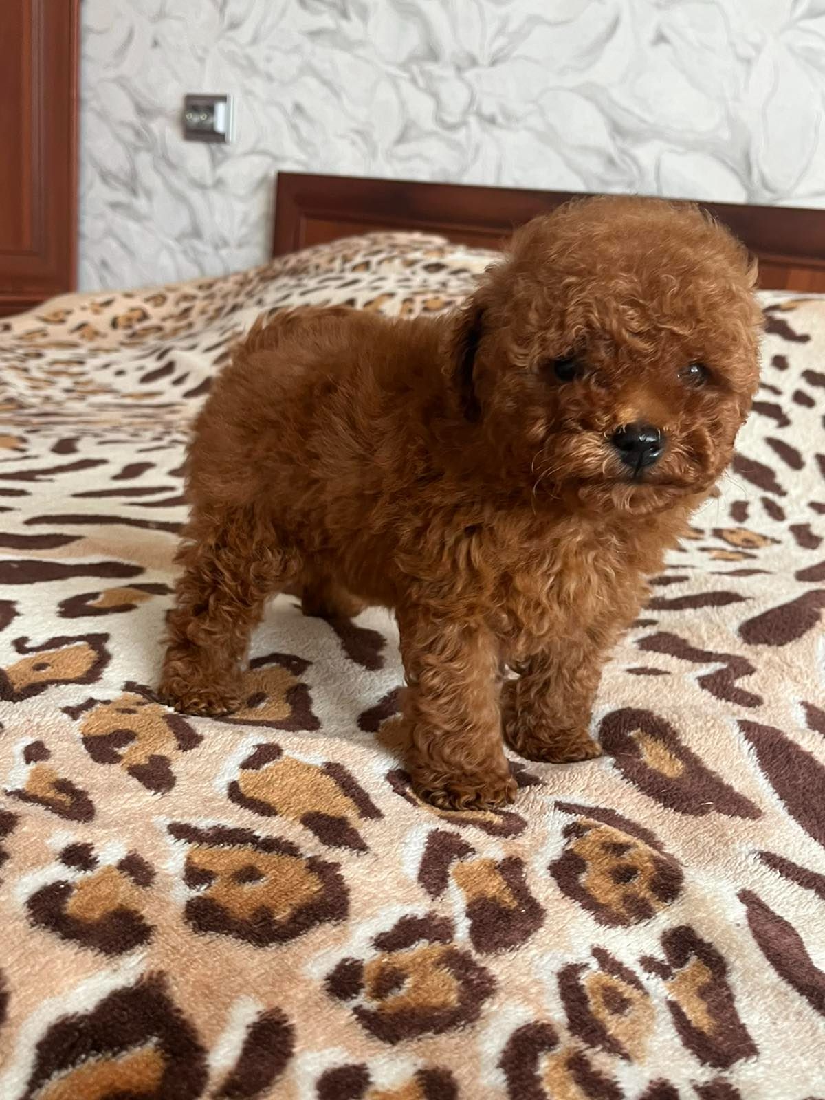 Той пудель щенки