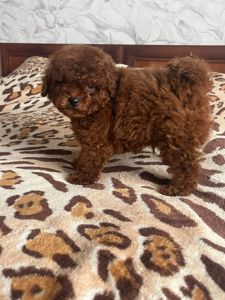 Той пудель щенки