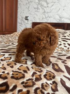 Той пудель щенки