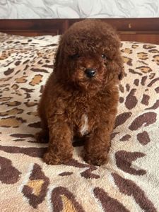 Той пудель щенки