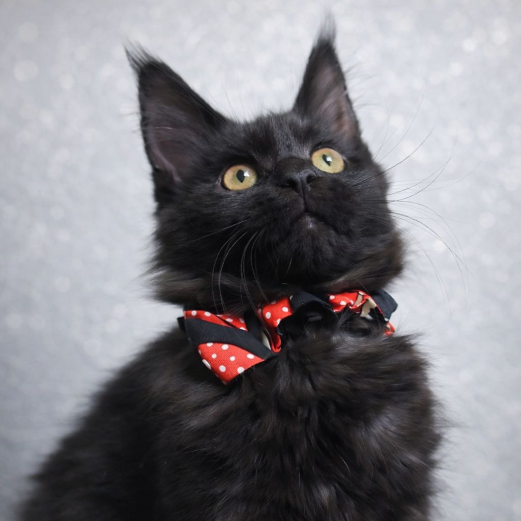 ✨ Котята Мейн Кун из профессионального питомника ищут любящие семьи ✨