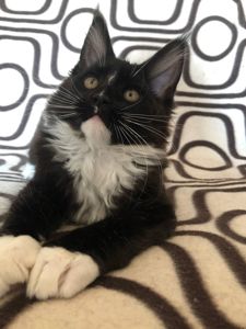 ✨ Котята Мейн Кун из профессионального питомника ищут любящие семьи ✨