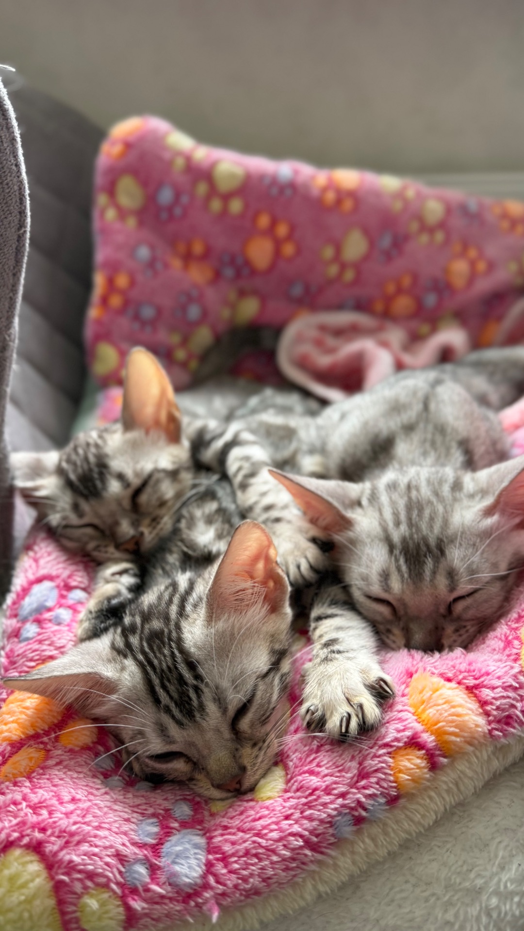 •	Amazing Bengals – Your Perfect Kitten!