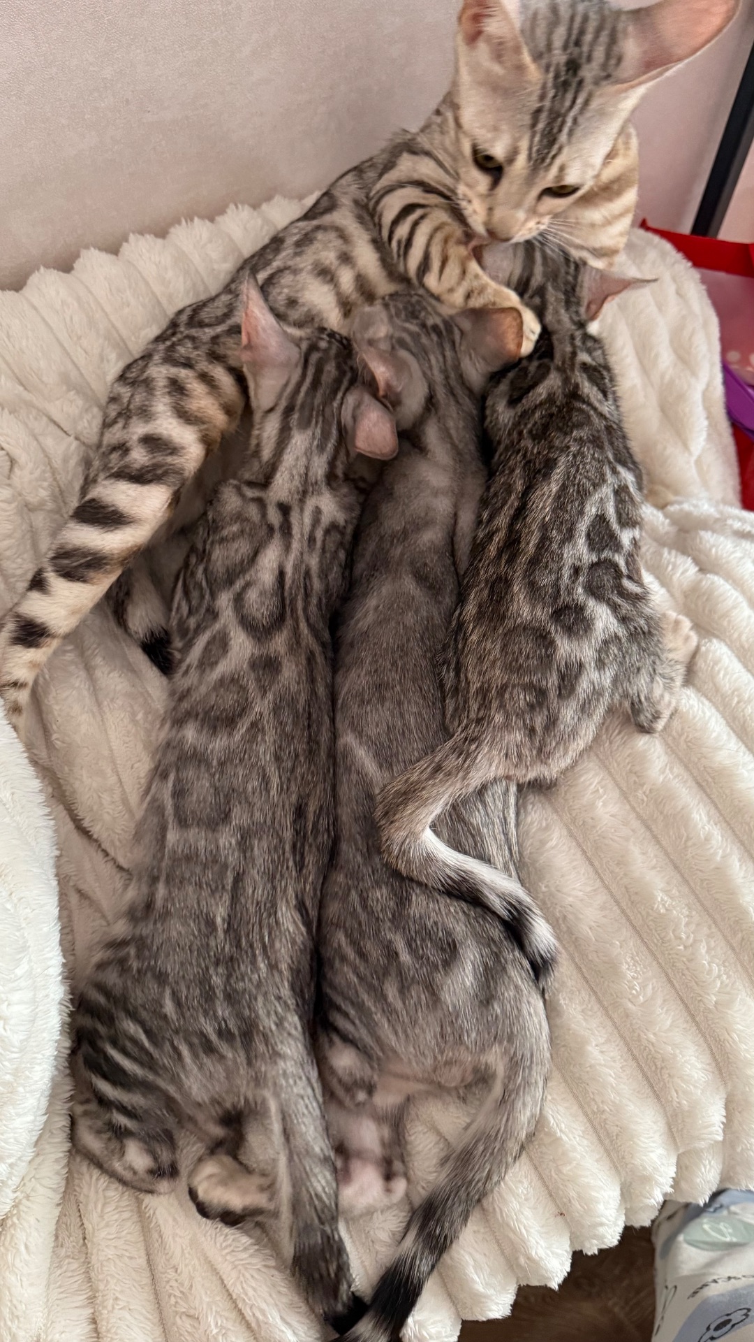 •	Amazing Bengals – Your Perfect Kitten!
