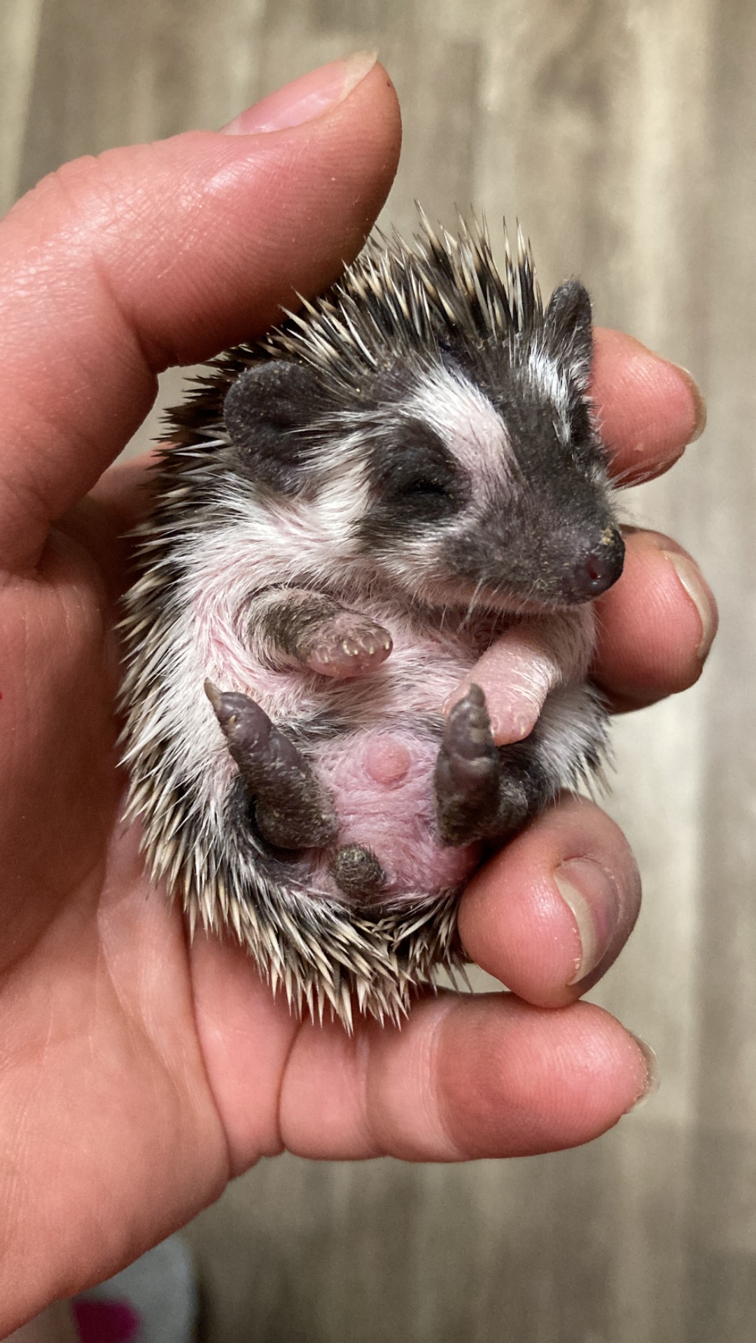 Їжак карликовий африканський ежик