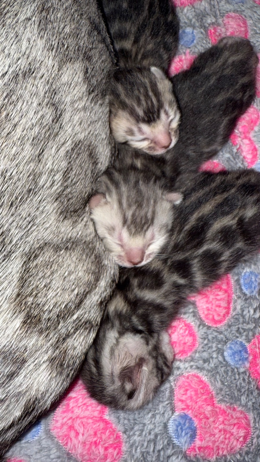 •	Amazing Bengals – Your Perfect Kitten!