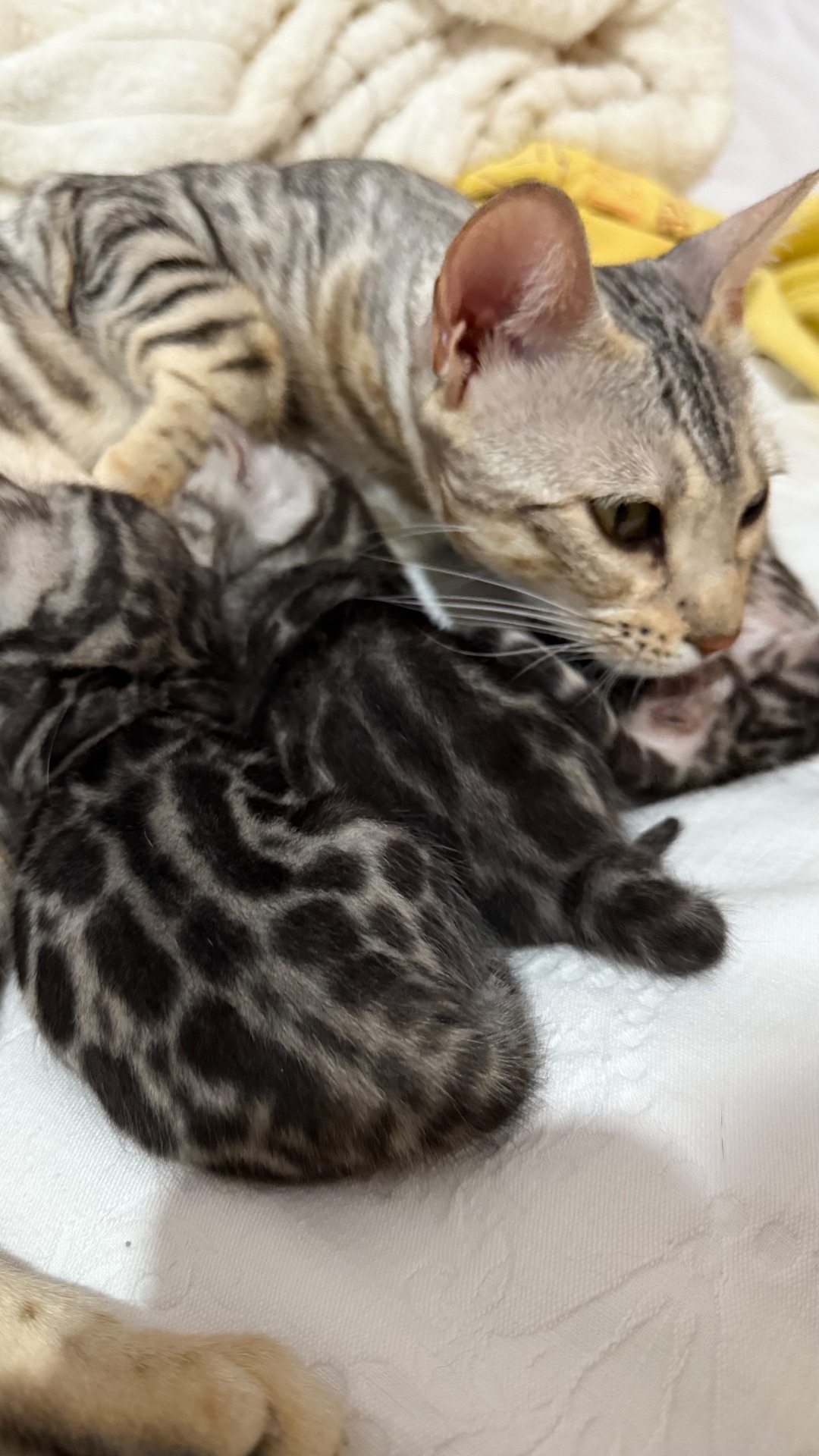 •	Amazing Bengals – Your Perfect Kitten!