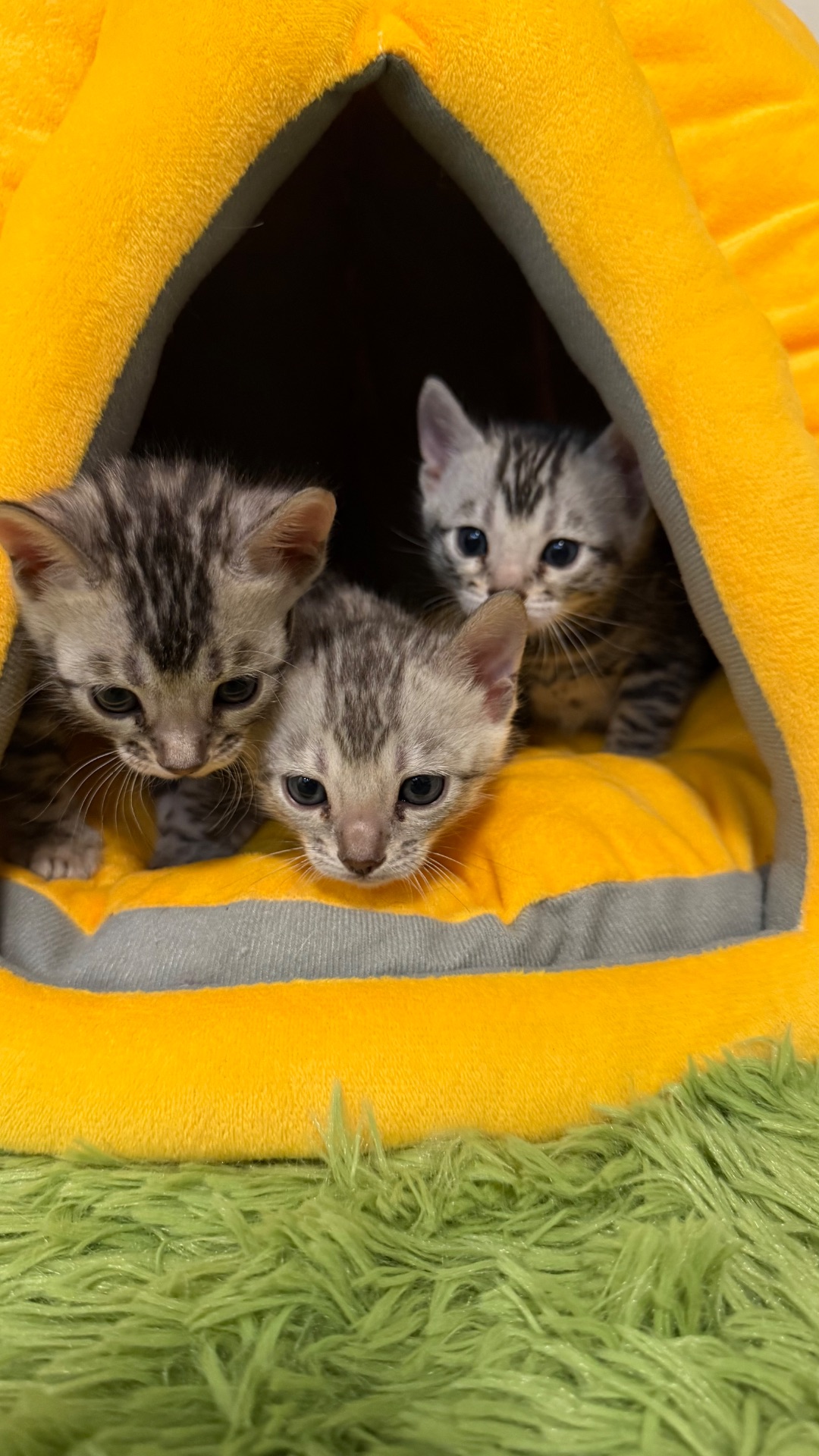 •	Amazing Bengals – Your Perfect Kitten!