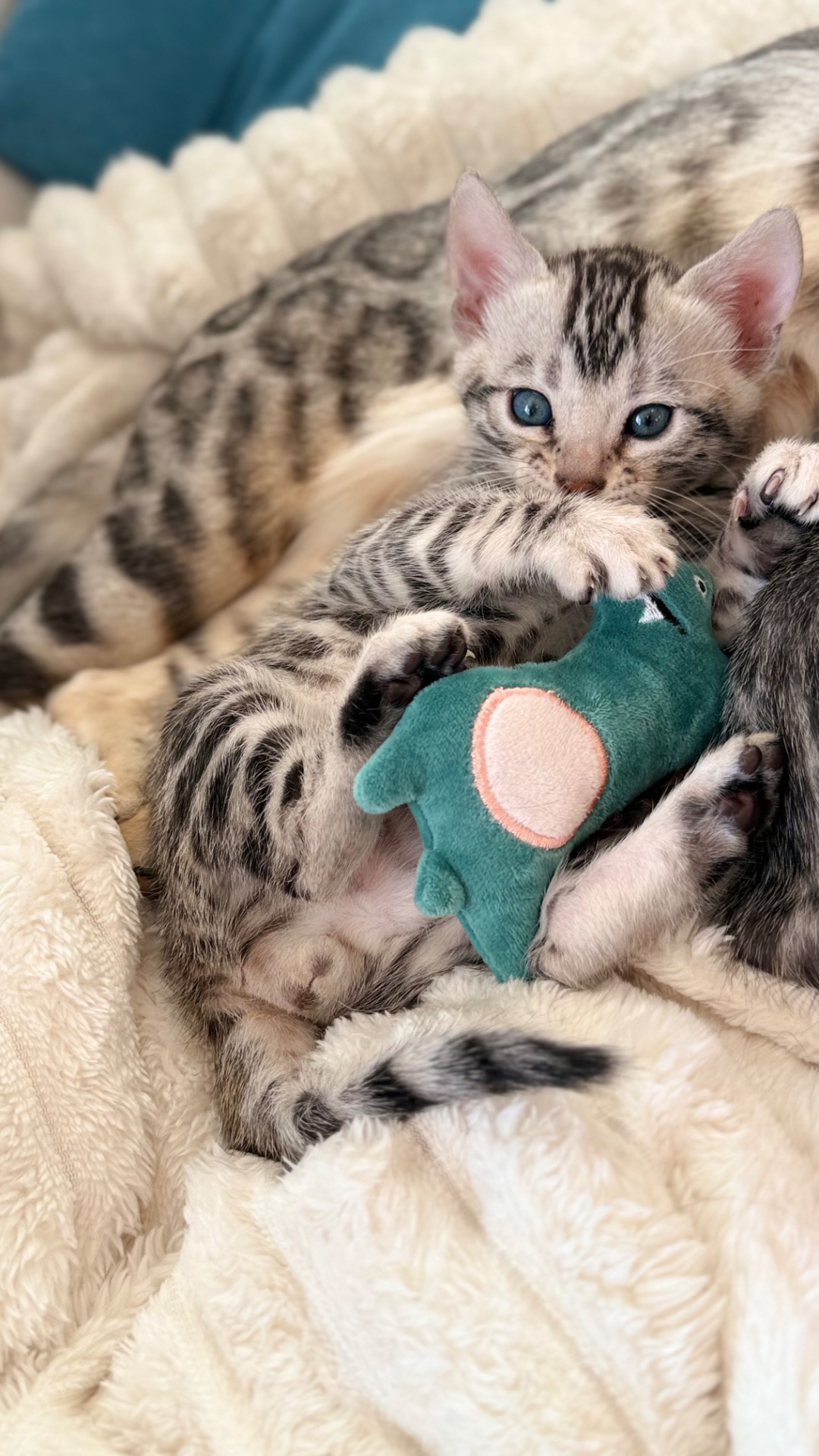 •	Amazing Bengals – Your Perfect Kitten!