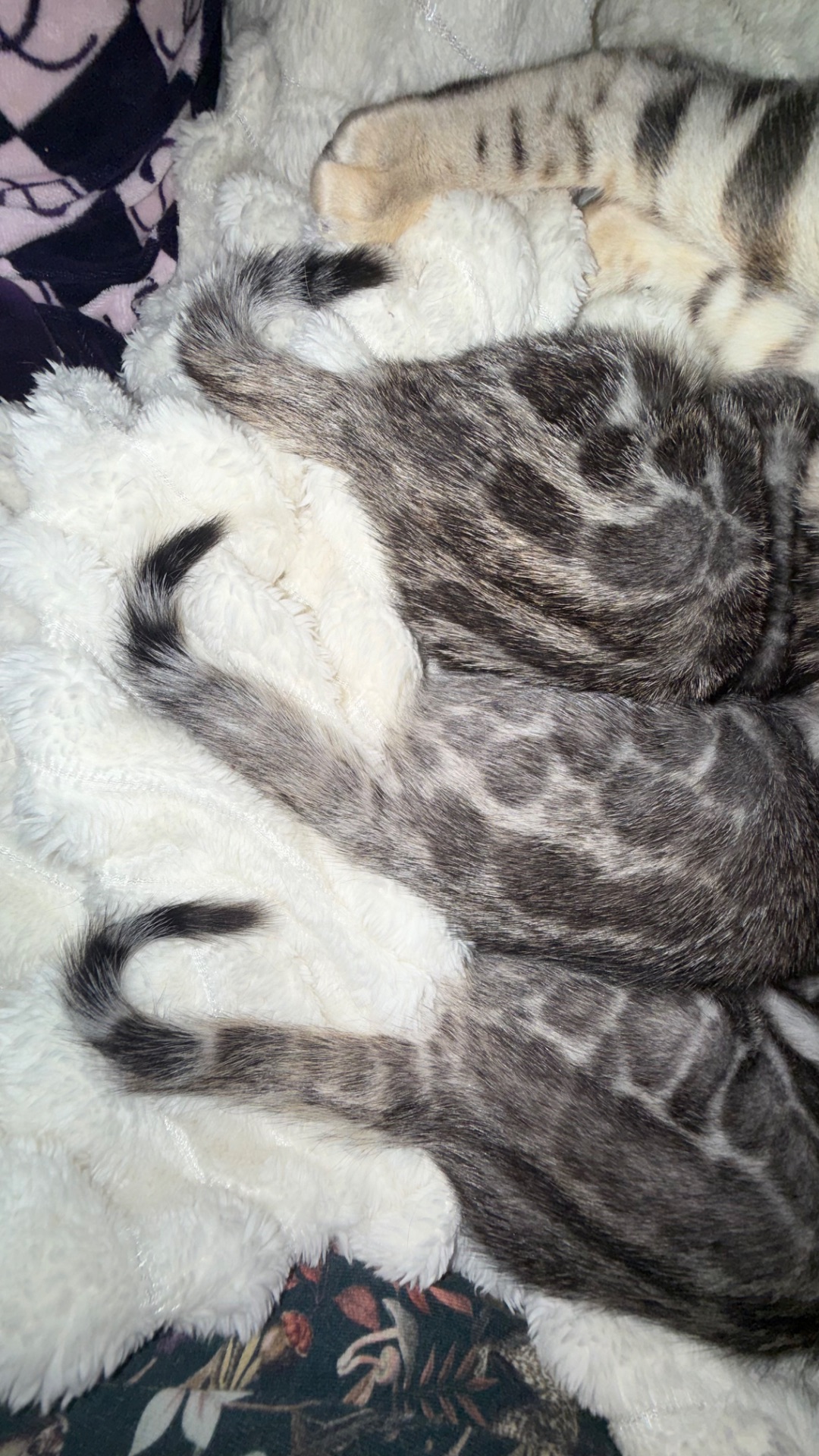 •	Amazing Bengals – Your Perfect Kitten!