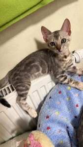 •	Amazing Bengals – Your Perfect Kitten!