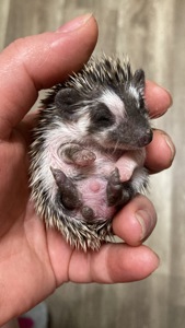 Їжак карликовий африканський ежик