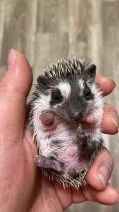 Їжак карликовий африканський ежик