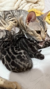 •	Amazing Bengals – Your Perfect Kitten!