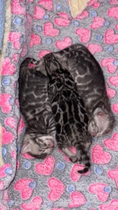 •	Amazing Bengals – Your Perfect Kitten!