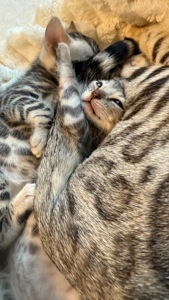 •	Amazing Bengals – Your Perfect Kitten!