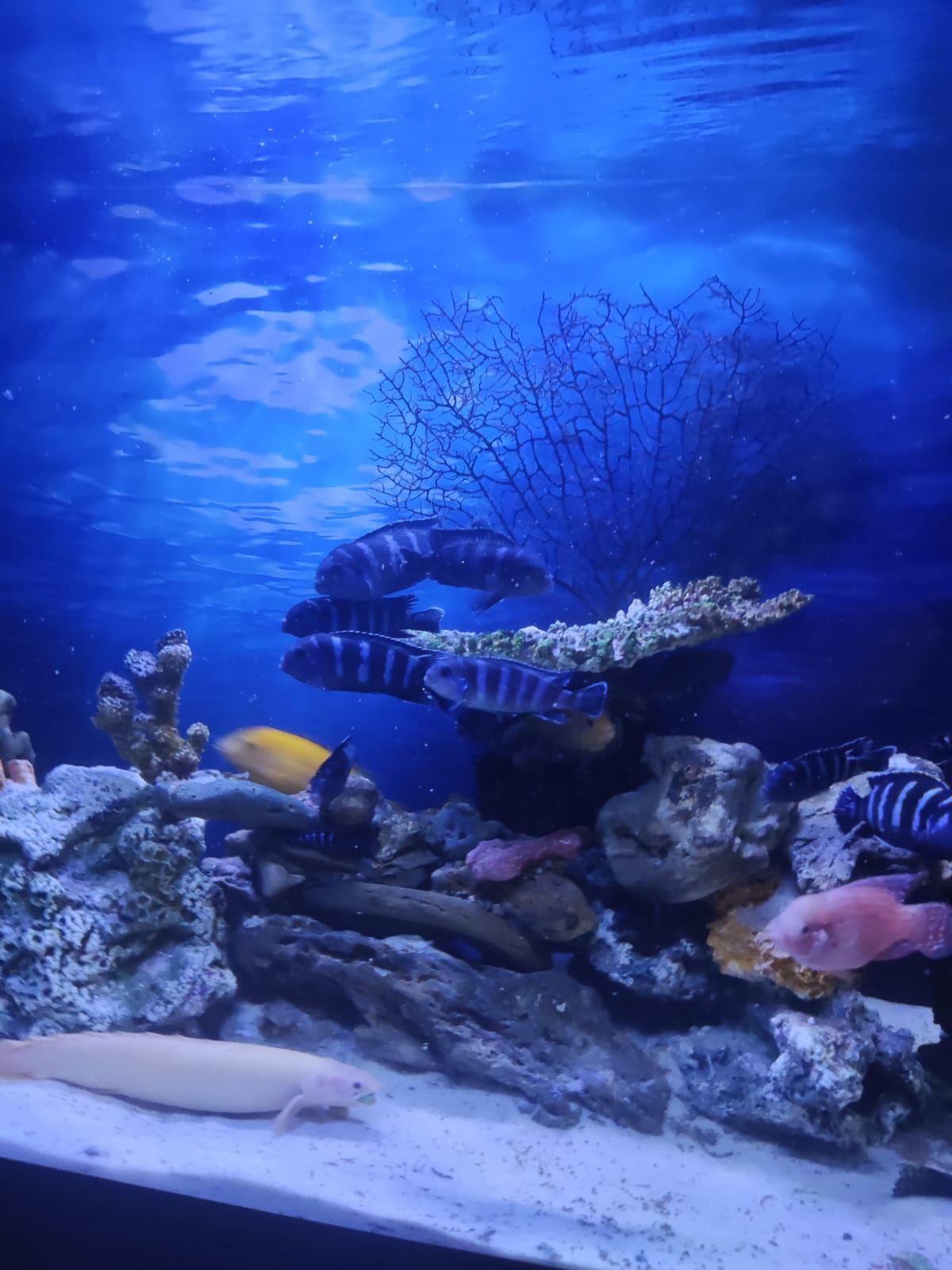 Псевдотрофеус Демасони Цихлиды