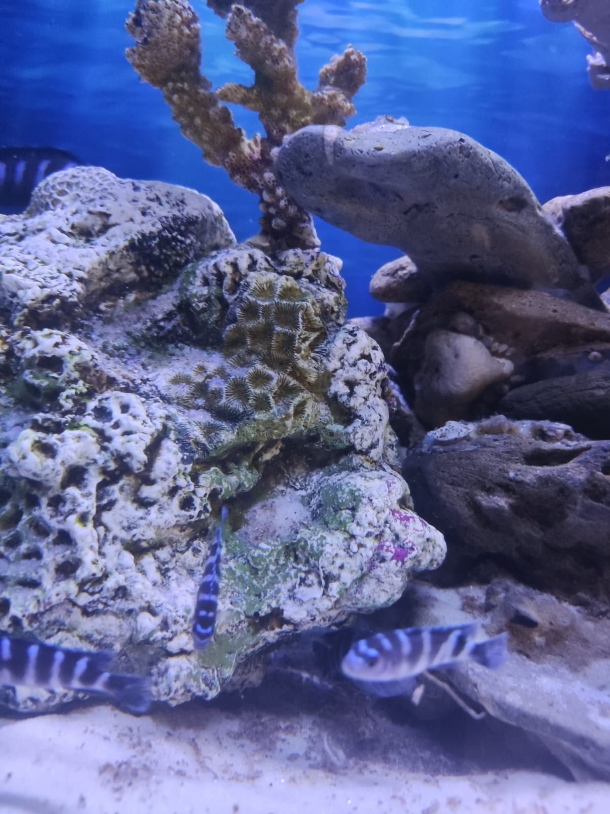 Псевдотрофеус Демасони Цихлиды