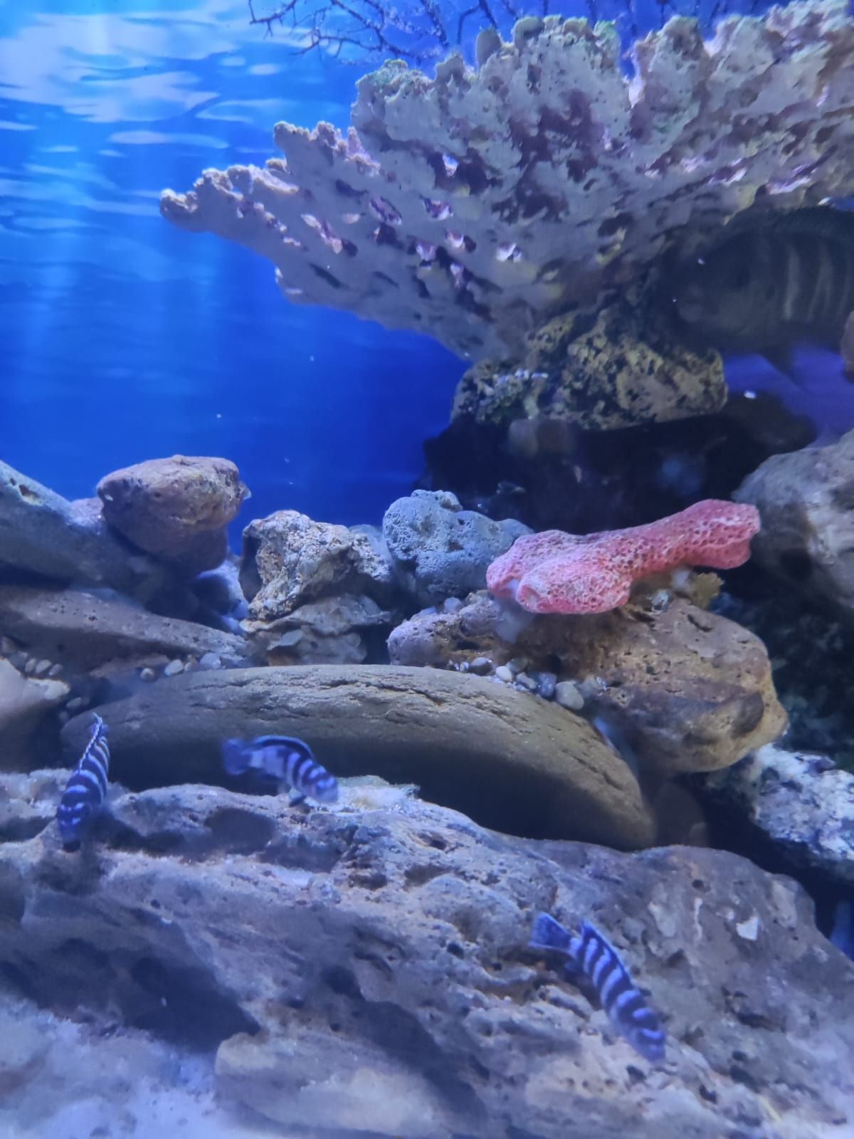 Псевдотрофеус Демасони Цихлиды