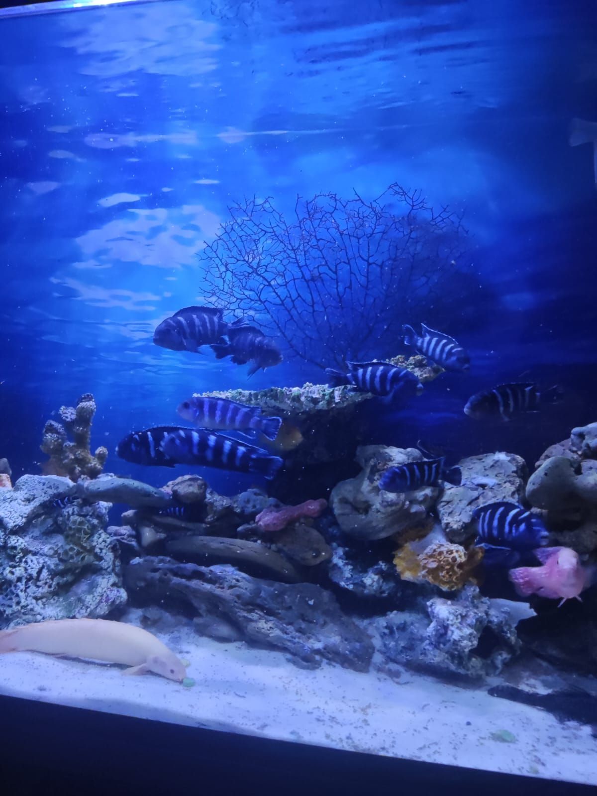 Псевдотрофеус Демасони Цихлиды