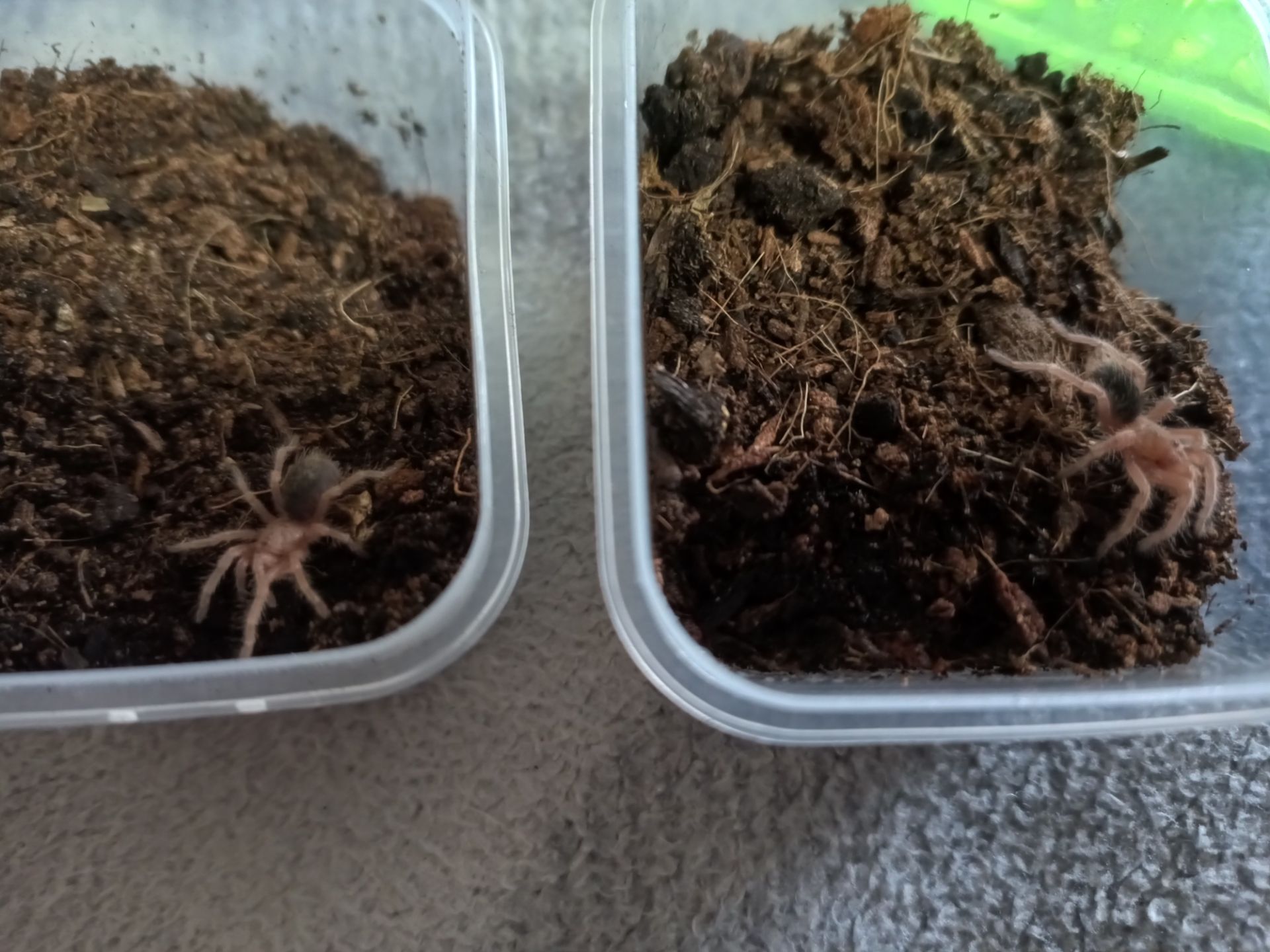 Grammostola Rosea Red