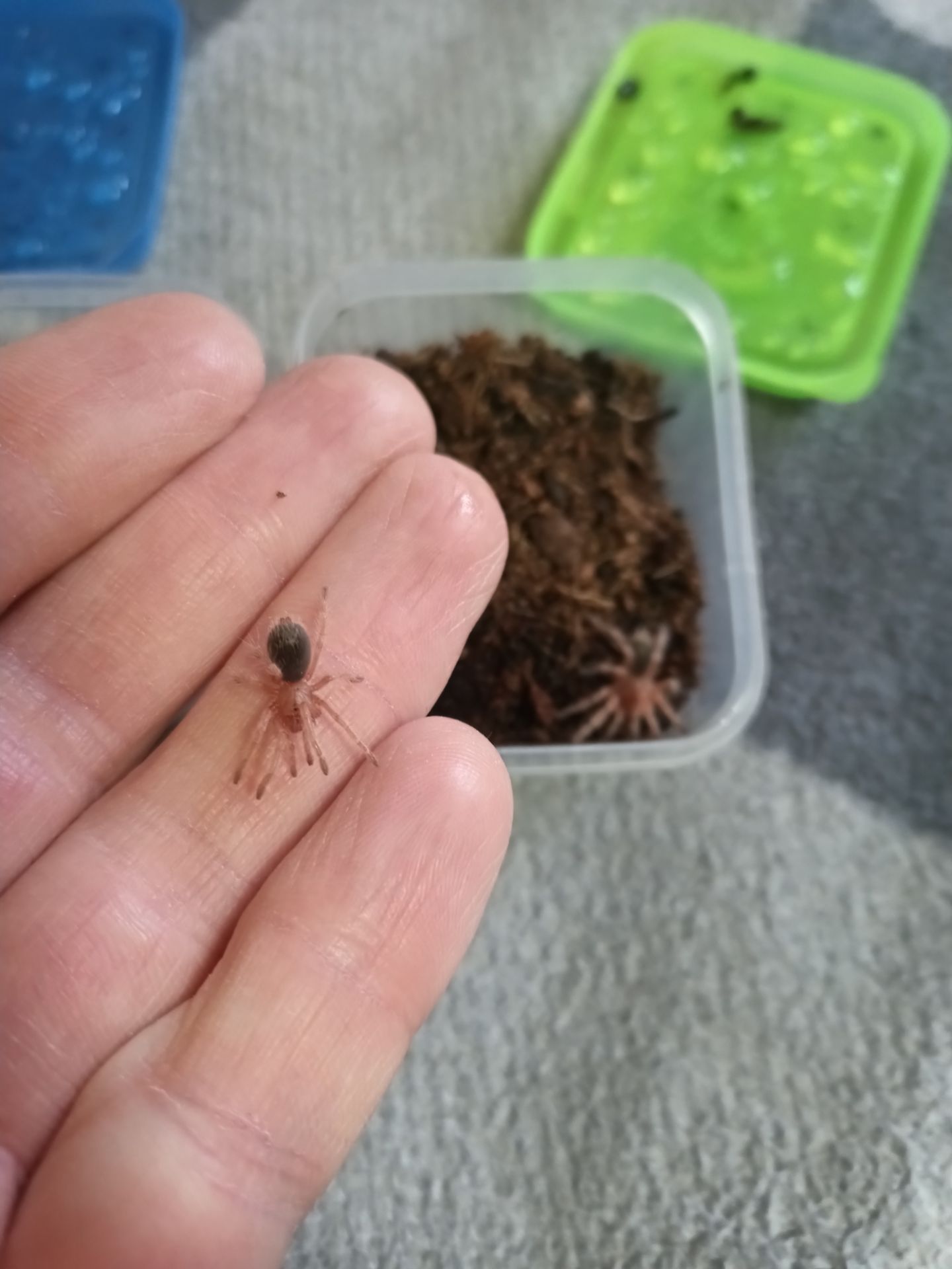 Grammostola Rosea Red