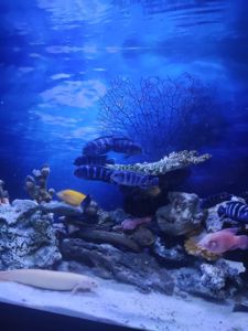 Псевдотрофеус Демасони Цихлиды