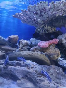 Псевдотрофеус Демасони Цихлиды