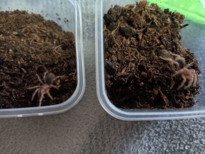 Grammostola Rosea Red