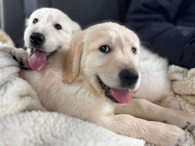 Цуценята золотистого ретривера