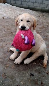 Цуценята золотистого ретривера