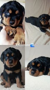 Чистокровні цуценята ротвейлера – для люблячої родини