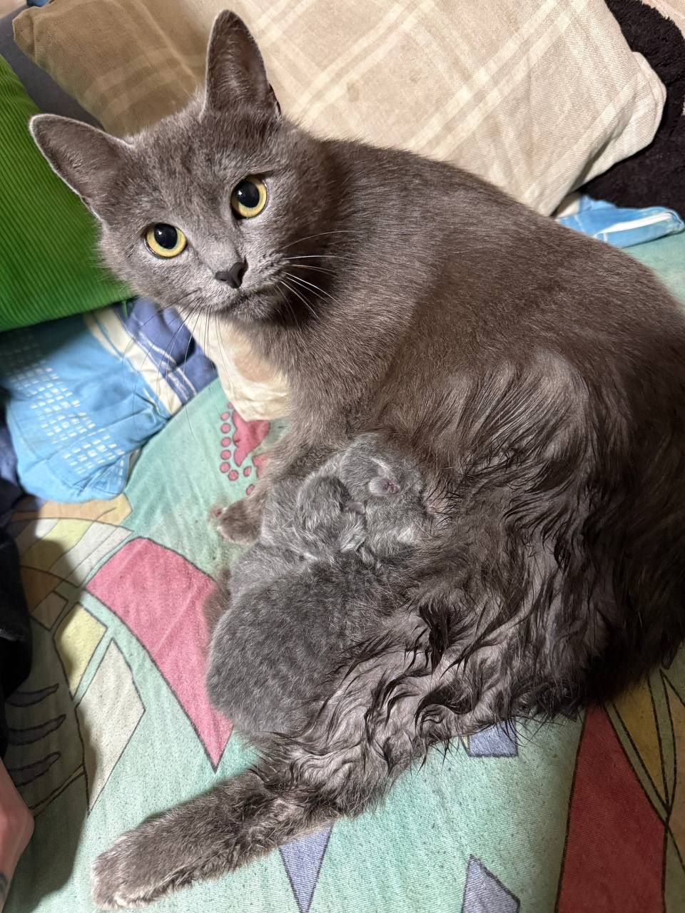 Кошенята без породи