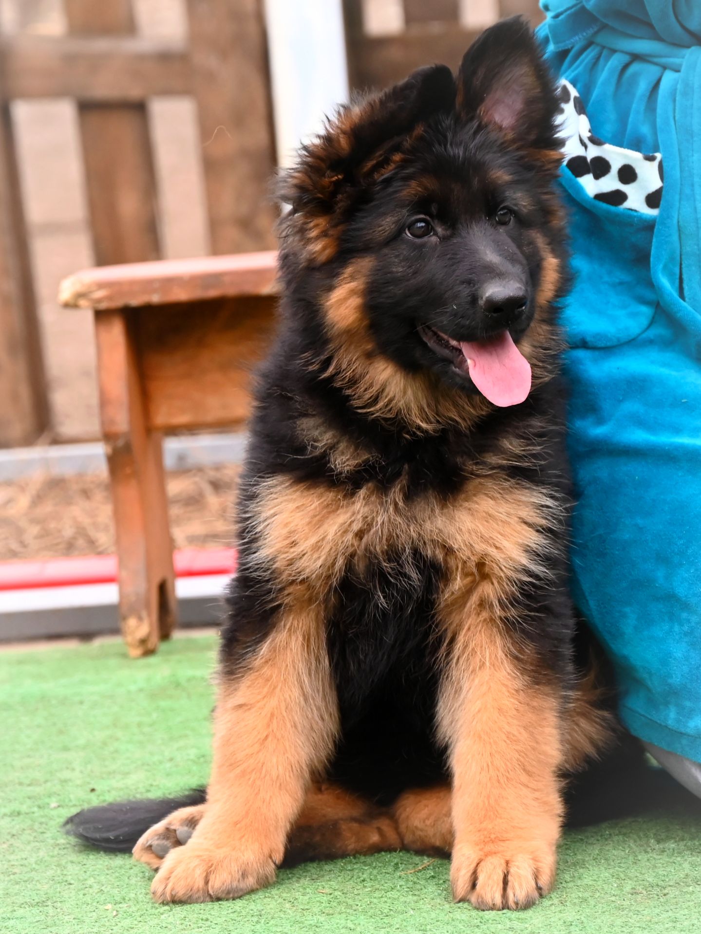 Довгошерстна дівчинка німецької вівчарки