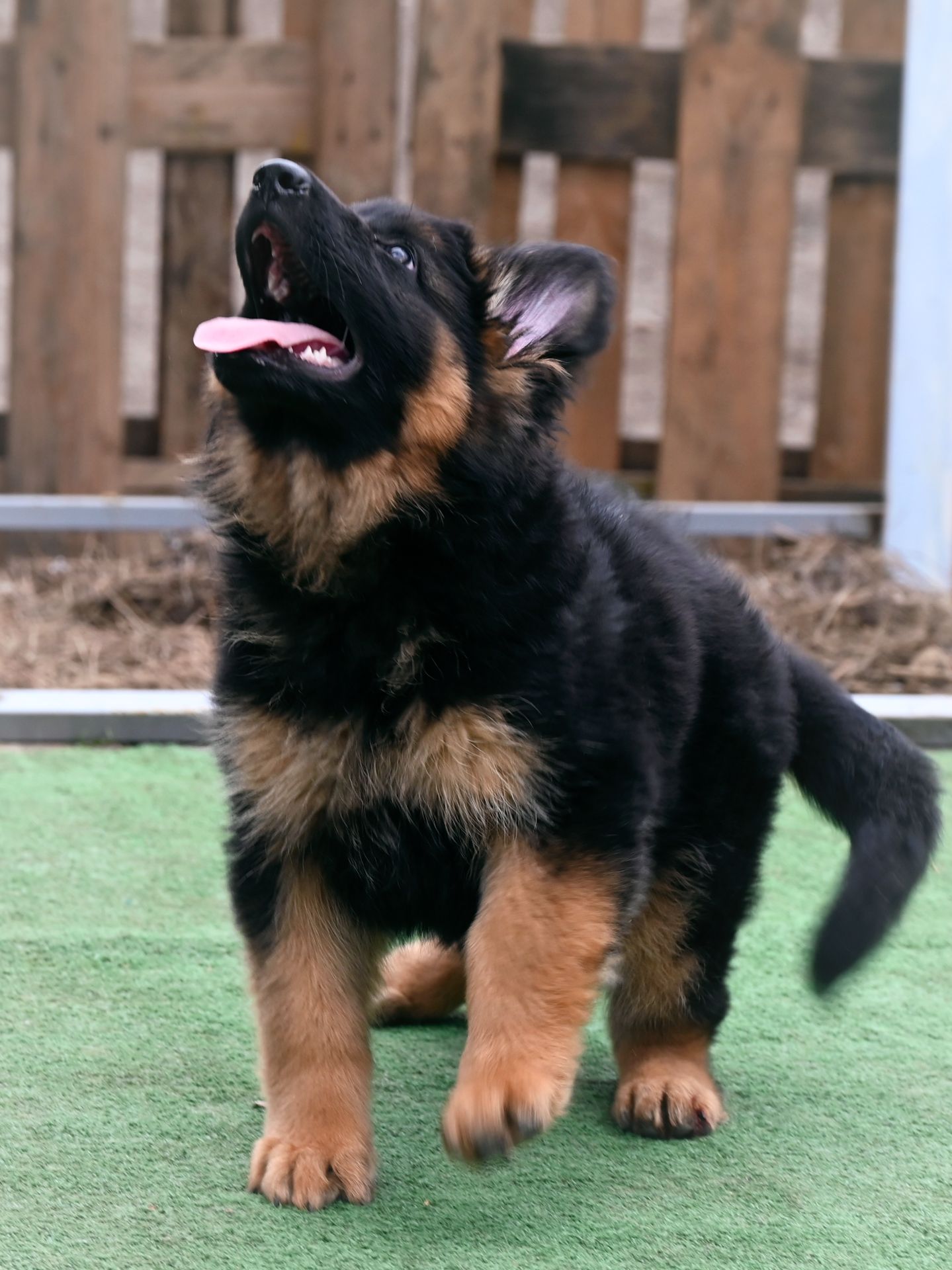 Довгошерстна дівчинка німецької вівчарки