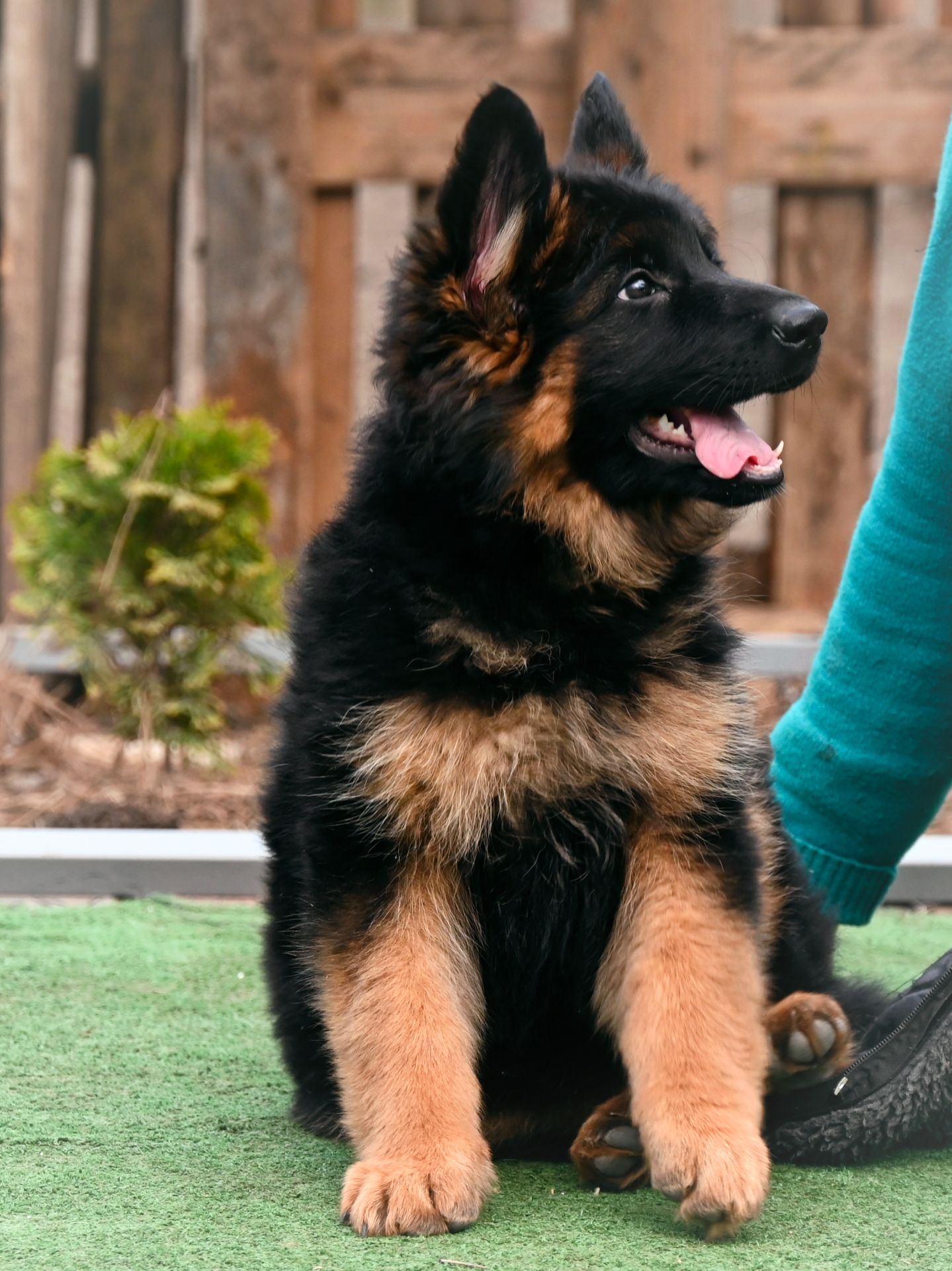 Довгошерстна дівчинка німецької вівчарки