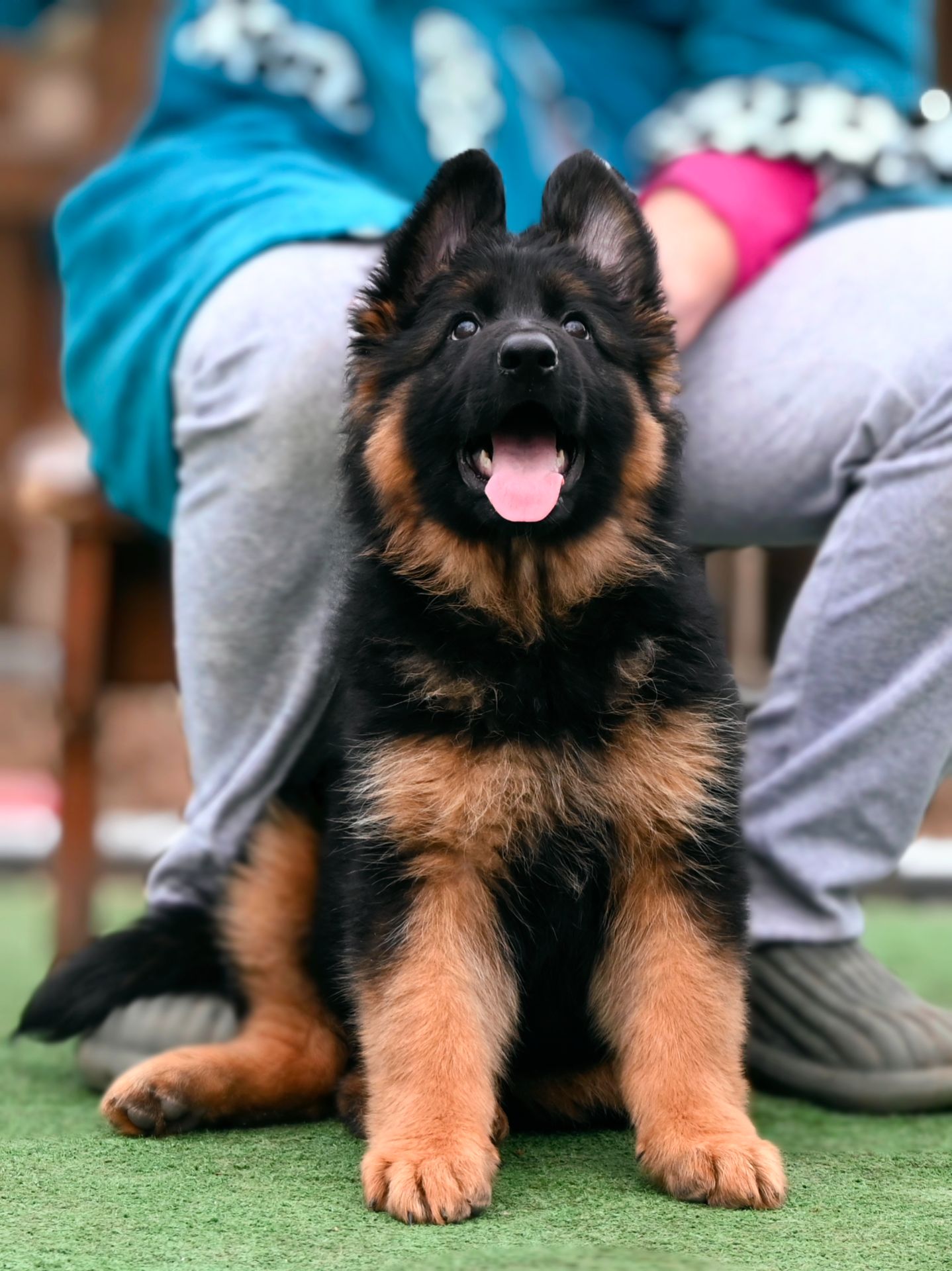 Довгошерстна дівчинка німецької вівчарки