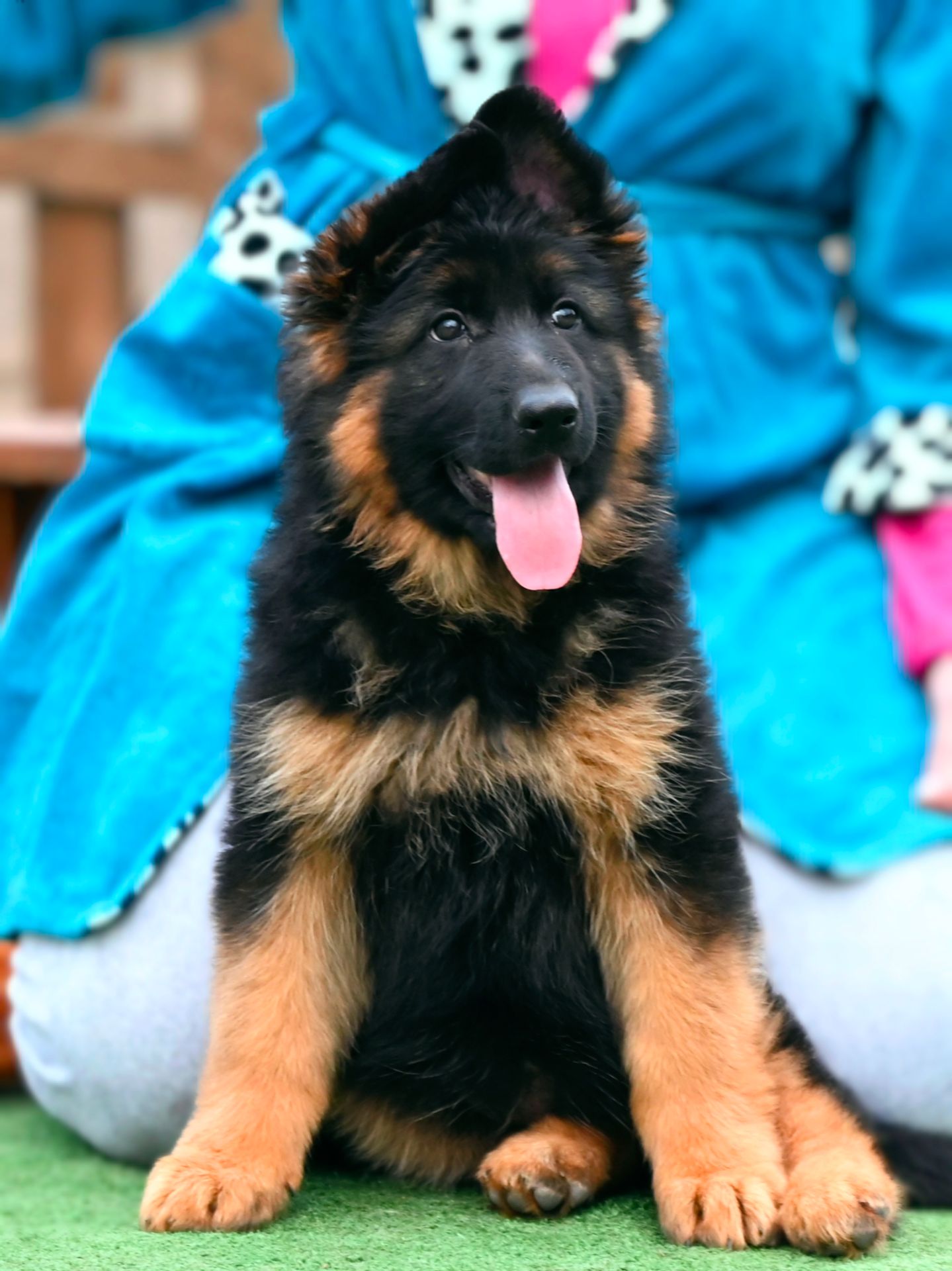 Довгошерстна дівчинка німецької вівчарки